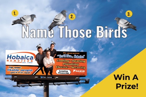 Name Those Birds 1